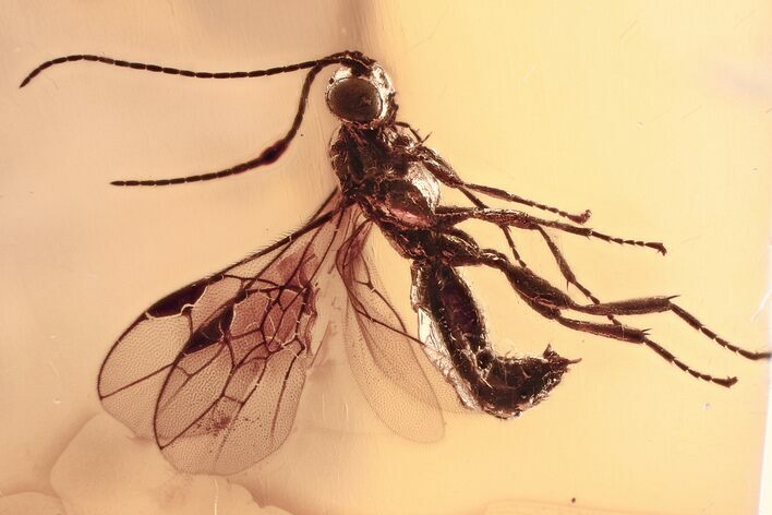 Detailed Fossil Parasitoid Wasp (Braconidae) in Baltic Amber #367444